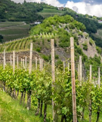 Weinreben